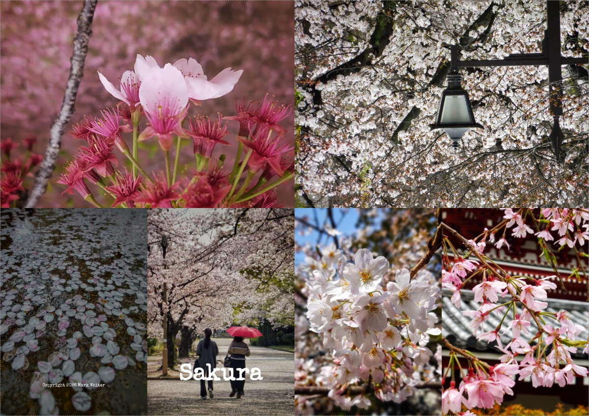 Sakura — Dirty Little Library